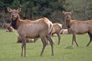 Elk