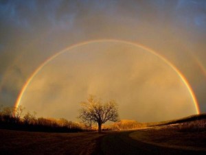 Miracle tree rainbow